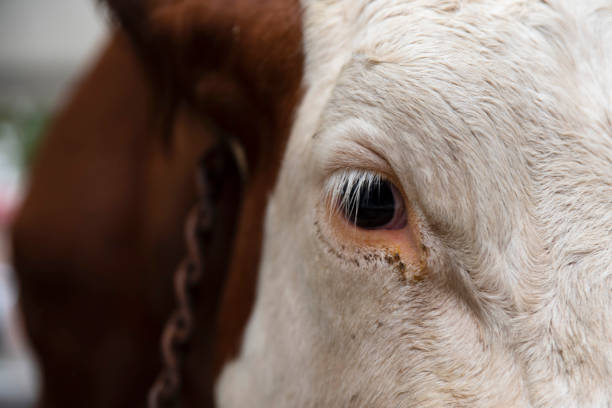 Close-up of a cow's face