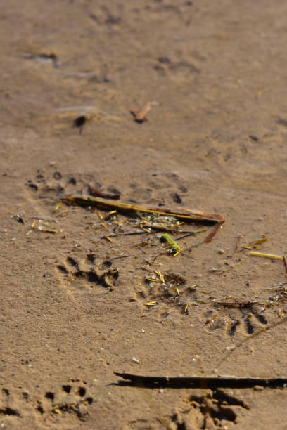 Large group of  critter tracks heading in the same direction on drying mud pool at low tide. Photo taken at St. Marks national wildlife refuge in northwest Florida. Nikon D7200 with Nikon 200mm Macro lens.