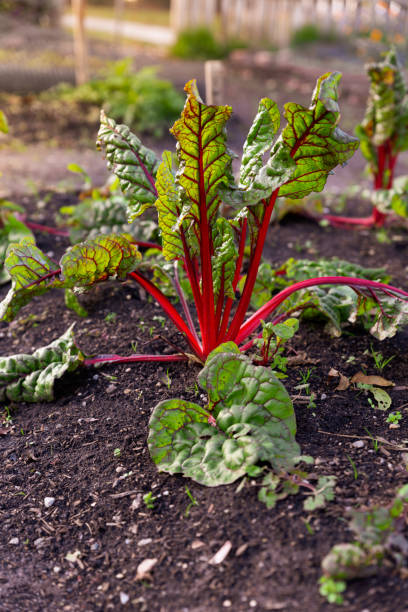 acelga vermelha suíça do rubi da acelga no jardim - ruby red chard fotos - fotografias e filmes do acervo