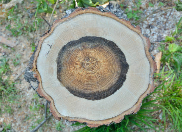 istock Cut of oak 8 1190990628