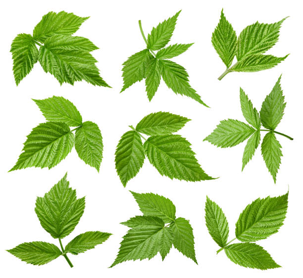 istock Raspberries leaves isolated on a white background 1190991368