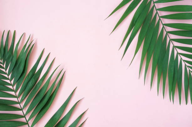 istock tropical green palm leaves, branches pattern frame on a pink background. top view.copy space.abstract. 1190991502