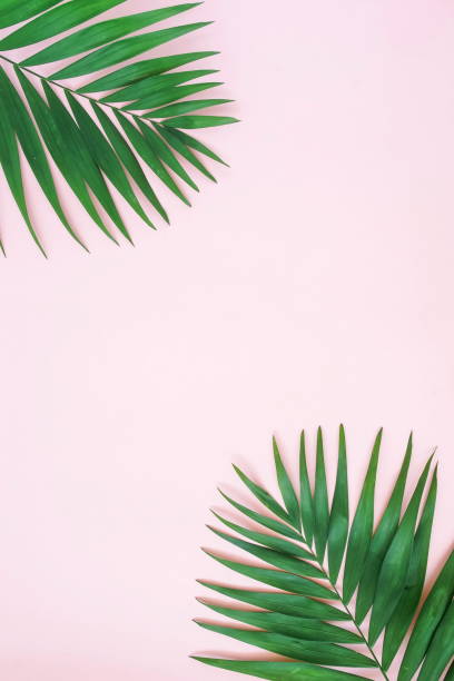istock tropical green palm leaves, branches pattern frame on a pink background. top view.copy space.abstract. 1190991629