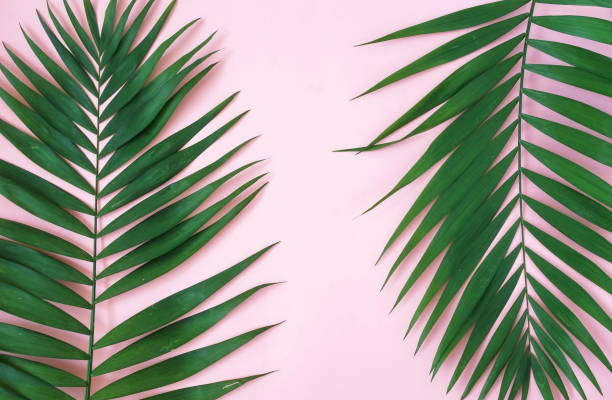istock tropical green palm leaves, branches pattern frame on a pink background. top view.copy space.abstract. 1190991741