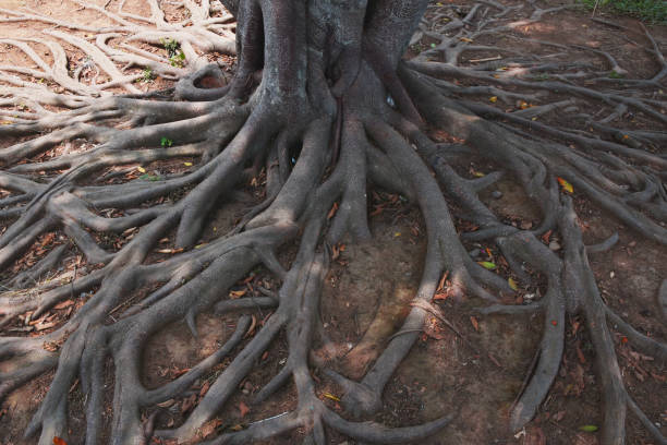 istock Tree roots in the garden, Nature background concept 1190992369