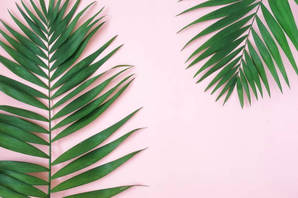 istock tropical green palm leaves, branches pattern frame on a pink background. top view.copy space.abstract. 1190992376