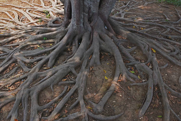 istock Tree roots in the garden, Nature background concept 1190992418