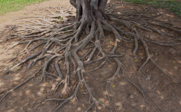 istock Tree roots in the garden, Nature background concept 1190992431