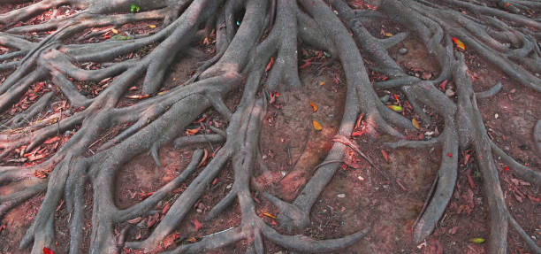 istock Tree roots in the garden, Nature background concept 1190992526