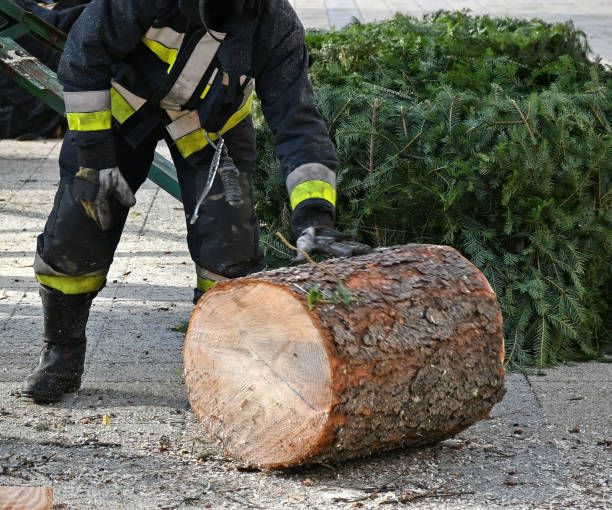 istock Firefighter next to a cut-out pinetree trunk 1190993725