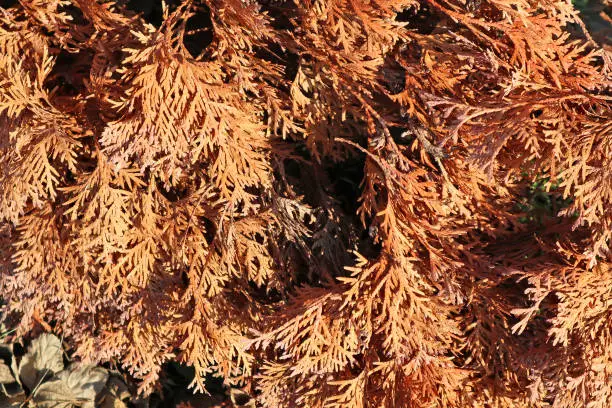 Dry leaves of the thuja tree in autumn time