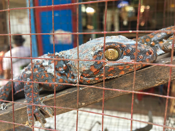 Beautiful gecko in cage in bird market, Java Indonesia