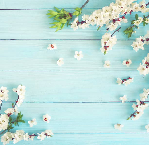 istock Spring flowers cherry blossom on blue wooden background top view.copy space. 1190995808