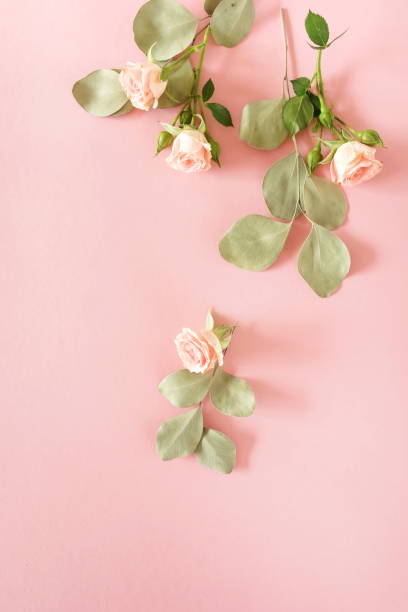 istock Flowers composition background . beautiful pink roses and eucalyptus leaves frame on pink backgrop.Top view.Copy space. Flat lay floral card. Holiday flowers concept. 1190996050