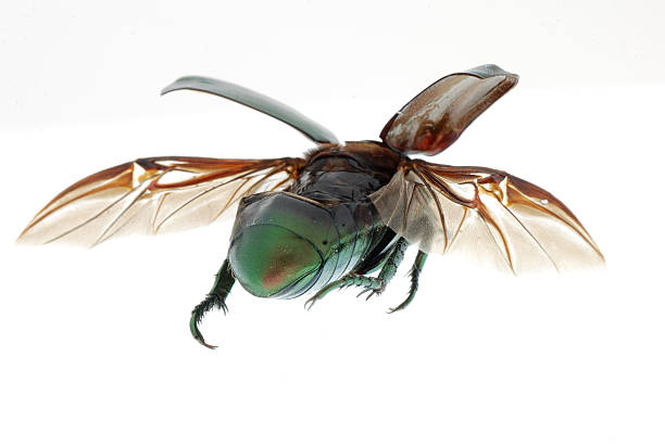 istock insect green beetle flying away 119099762