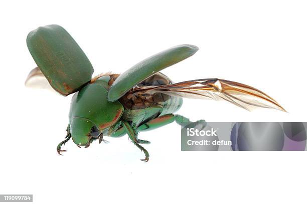 Fliegen Insekt Green Käfer Stockfoto und mehr Bilder von Blatthornkäfer - Blatthornkäfer, Extreme Nahaufnahme, Farbbild