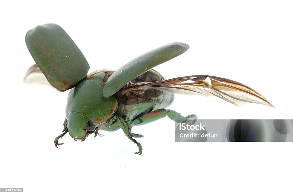 flying insecto verde escarabajo - Foto de stock de Animal libre de derechos