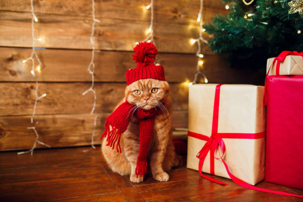 istock Red british cat in knitted hat and scarf sitting under Christmas tree and present boxes. 1190997960