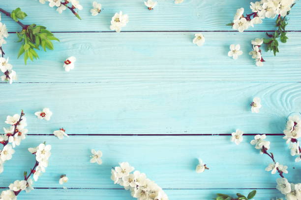 istock Spring flowers cherry blossom on blue wooden background top view.copy space. 1190998346