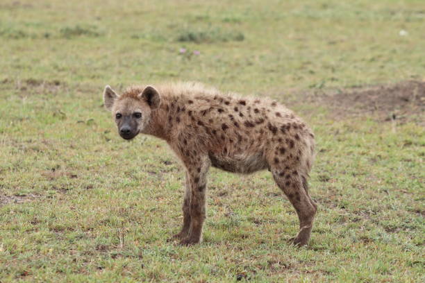 istock Young spotted hyena in the african savannah. 1190998905