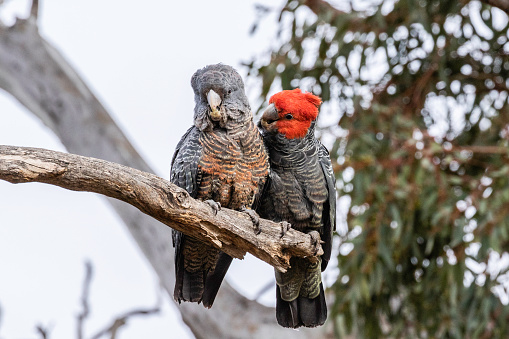 Gang-gang Cockatoo at Red Hill Nature Reserve, ACT, Australia on a spring morning in November 2019