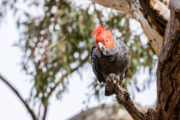 istock Gang-gang Cockatoo 1191000056