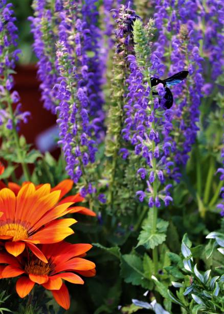 istock Xylocopa and flowers 1191003447
