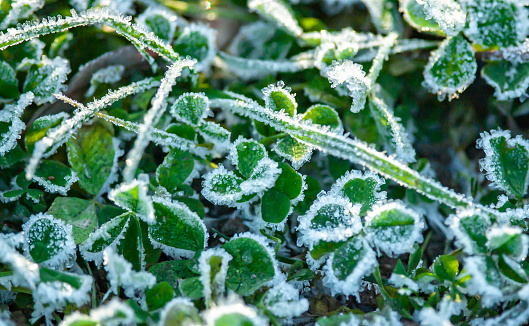 Closeup view of frozen clover leaves