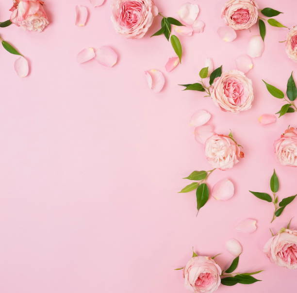 istock Flowers composition background. beautiful pink roses on pink backgrop.Top view.Copy space. Flat lay floral card. Holiday flowers concept. 1191003598
