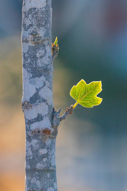 First small glowing green leaf at sunrise First small leaf who was born from a bud on fig tree at sunrise fig photos stock pictures, royalty-free photos & images