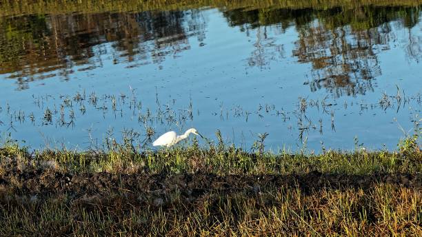 istock white heron on the river in swamp 1191007019