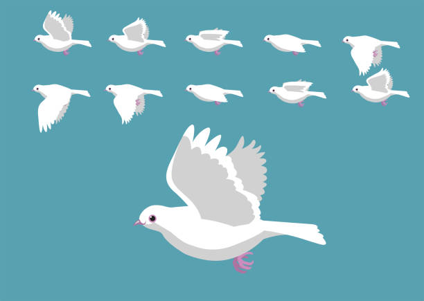 White Dove Flying Motion Animation Sequence Cartoon Vector Illustration  Stock Illustration - Download Image Now - iStock
