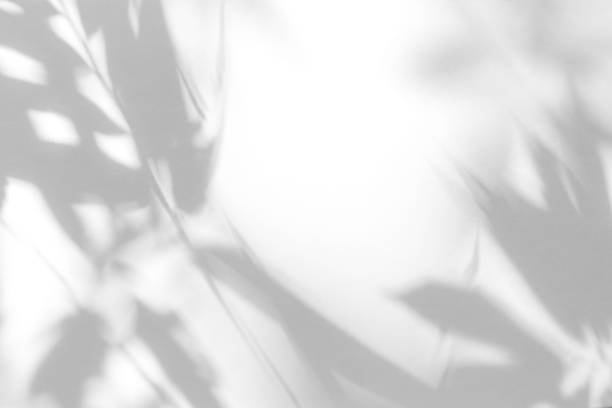 istock gray shadow of the leaves on a white wall 1191008819