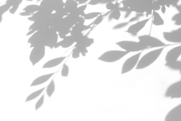 gray shadow of the leaves on a white wall Overlay effect for photo. Gray shadow of the leaves on a white wall. Abstract neutral nature concept blurred background. Dappled light. willow tree photos stock pictures, royalty-free photos & images