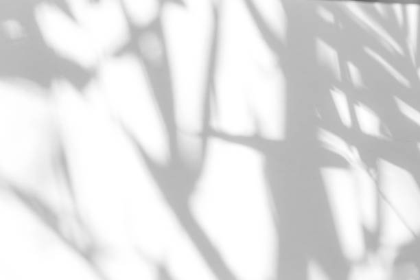 istock gray shadow of the leaves on a white wall 1191008841