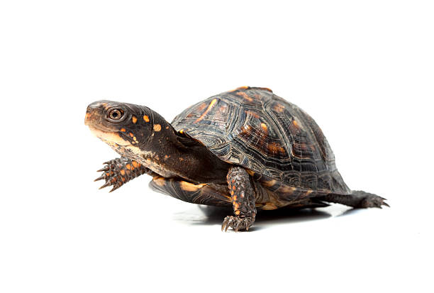 Cтоковое фото Коробчатая черепаха Ходьба на белом фоне