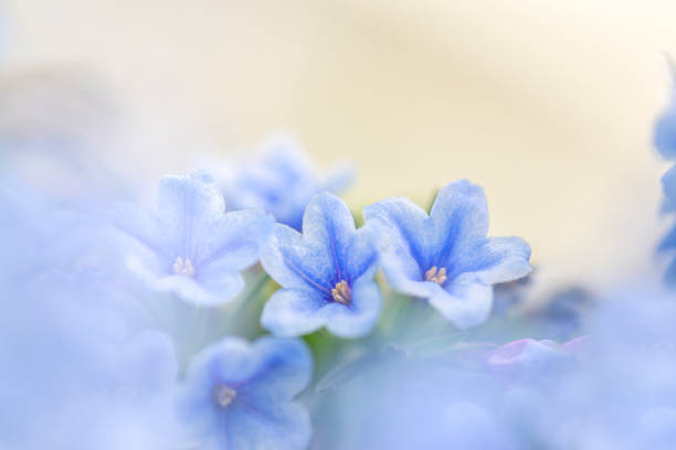 istock Lithodora zahnii small blue flowers 1191009040