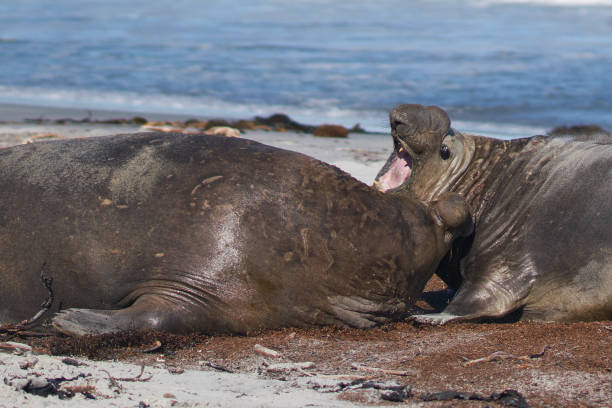 istock Southern Elephant Seals fighting 1191009051