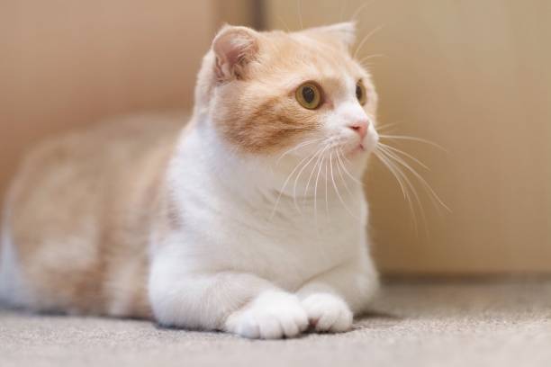 Short Legs Little Cute Cat Stock Photo - Download Image Now - Munchkin Cat,  Domestic Cat, Affectionate - iStock