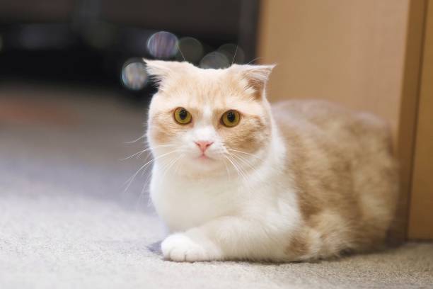 istock short legs Little cute cat. 1191010499