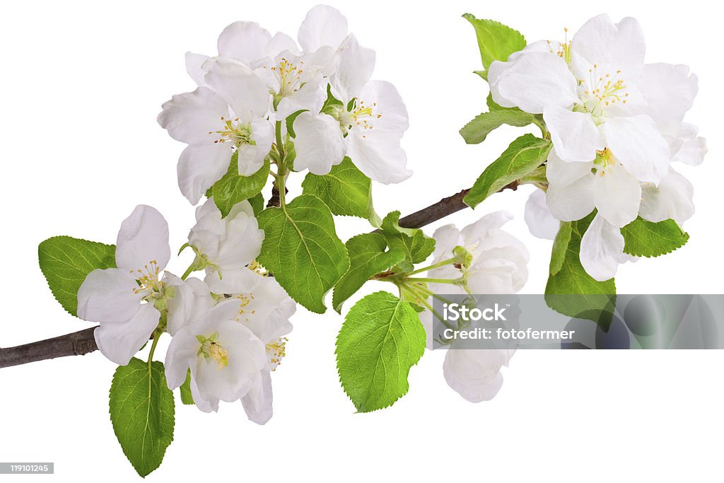 Cornejo rama de árbol de manzana - Foto de stock de Agricultura libre de derechos