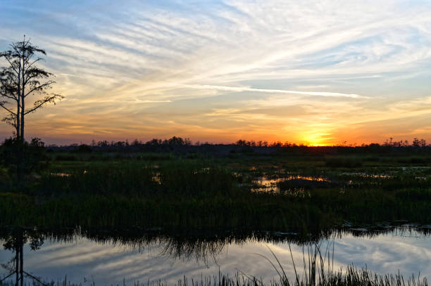 istock Louisiana Swamp sunset silhouette and reflections 1191012969