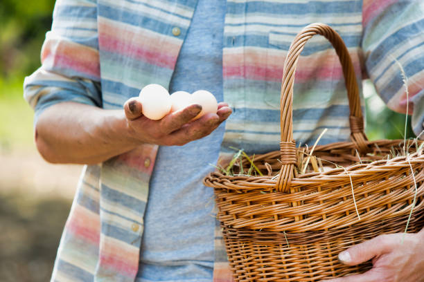 istock Farmer showing organic eggs in basket at farm 1191014070