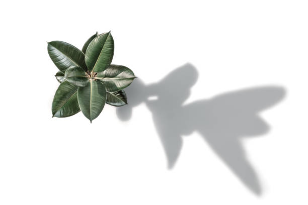 Ficus elastica, the Rubber plant, and its shadow, on 255 white Ficus elastica, the Rubber plant, with shadow, against a 255 white background. indian rubber houseplant stock pictures, royalty-free photos & images