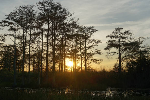 istock Louisiana Swamp sunset silhouette and reflections 1191014389
