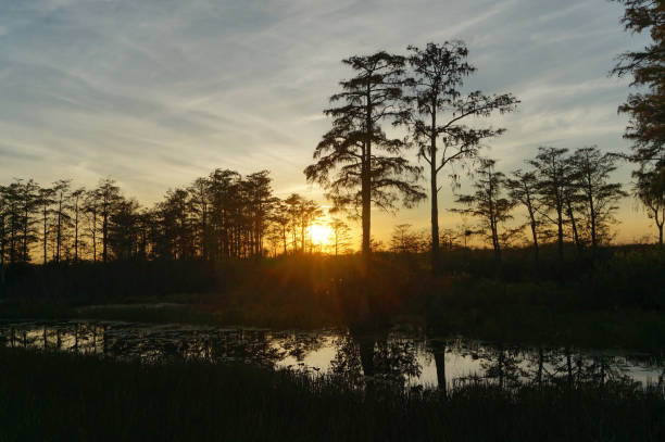 istock Louisiana Swamp sunset silhouette and reflections 1191014434