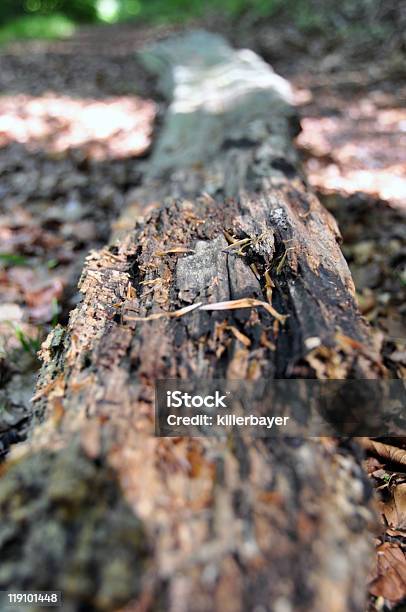 Rotten Tree Trunk Stock Photo - Download Image Now - Aging Process, Brown, Close-up