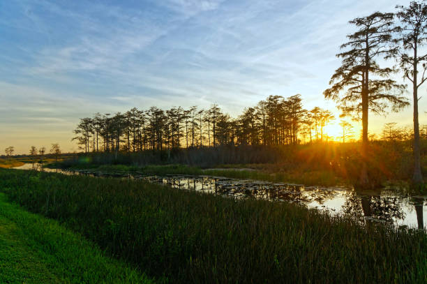istock Louisiana Swamp sunset silhouette and reflections 1191014630