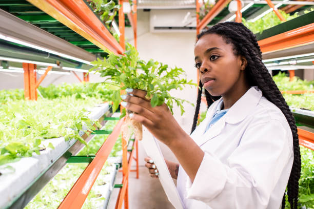 Young African woman in whitecoat holding one of green seedlings during work Young African woman in whitecoat holding one of green seedlings while studying its biological characteristics agricultural science stock pictures, royalty-free photos & images