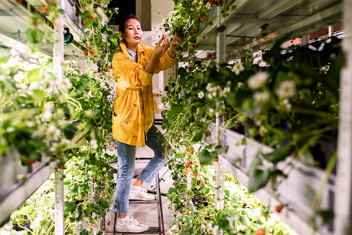 Young Asian female in casualwear picking up strawberries while standing on step ladder between shelves in greenhouse